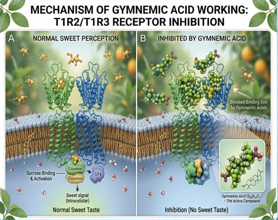 Gymnema sweet taste receptor illustration
