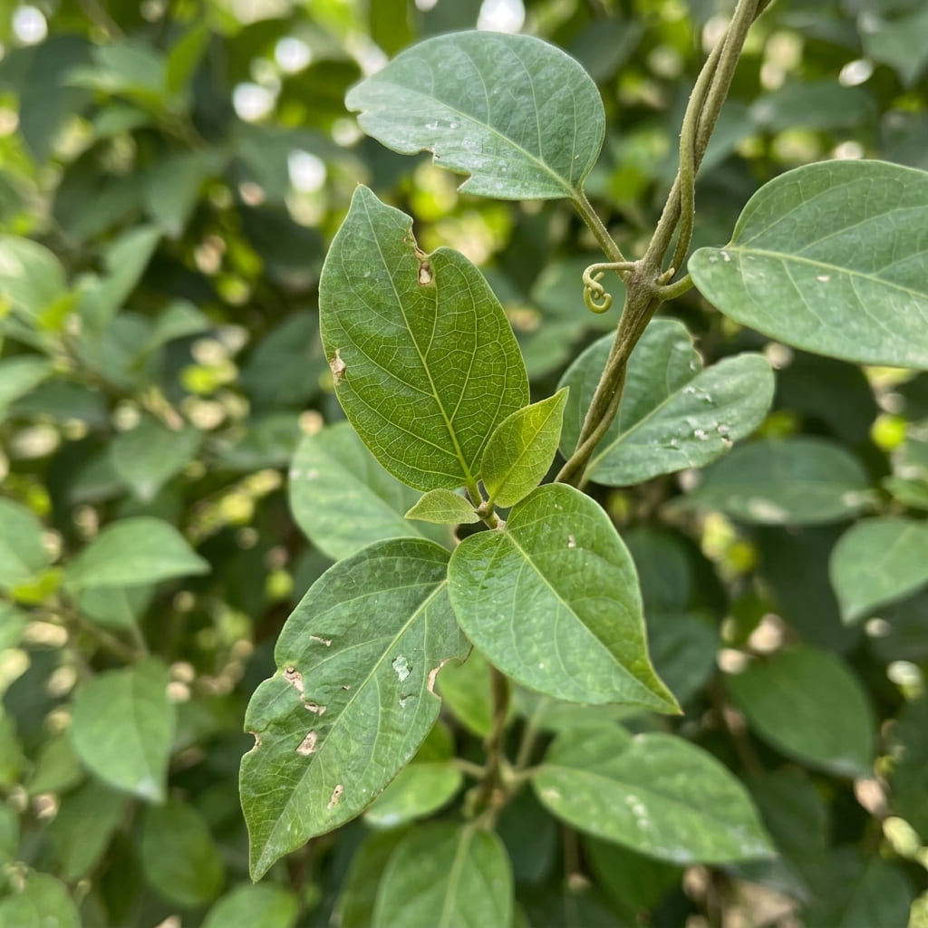 Gymnema Sylvestre hero