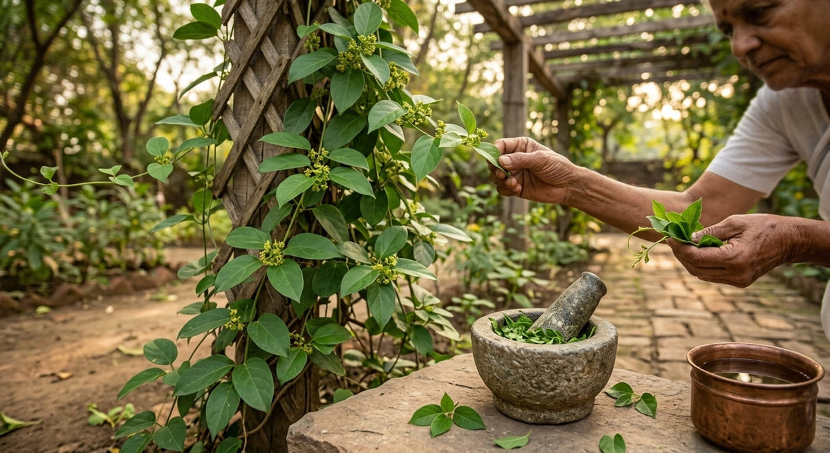 Gymnema traditional herbal history
