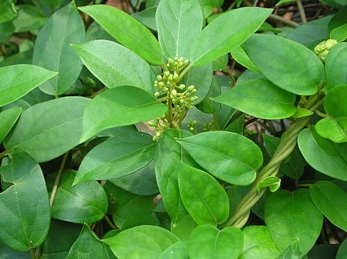 Gymnema Sylvestre plant